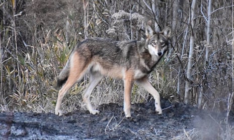 A red wolf at Alligator River national wildlife refuge. In 1980 they were declared extinct in the wild. 