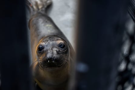 A seal pup behind a gate.