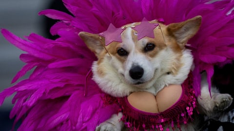 A corgi wears pink star-shaped glasses and a feathered costume at a fashion show