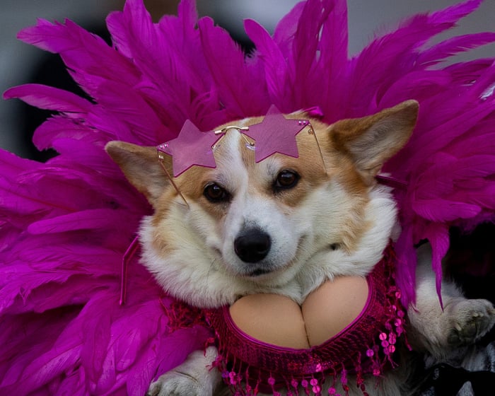 Corgi Race Vilnius: High Fashion and Sprint Heats in Pictures