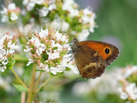 A gatekeeper butterfly on a white flower