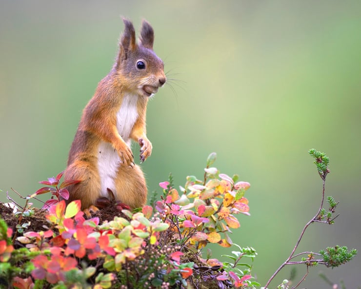 Red squirrels expand across Highlands after 10-year reintroduction drive Red squirrels expand across Highlands after 10-year reintroduction drive