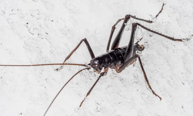 Wētā alpine species