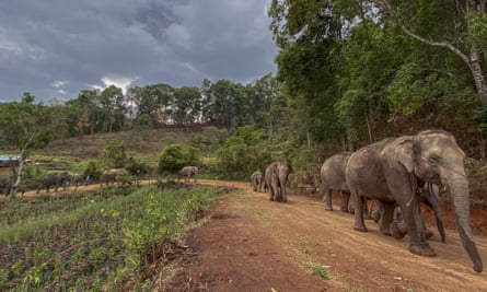 A herd of makes a 150km journey from Mae Wang to Ban Huay in northern Thailand. Elephants are being helped to return to their natural habitats after sanctuaries closed due to lack of tourists amid Covid-19.