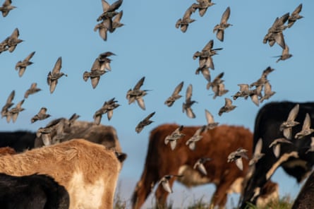Starlings fly among the livestock at Johnny Himes Farm near Plymouth