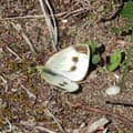 White butterfly with wings open on earthy ground revealing dark markings