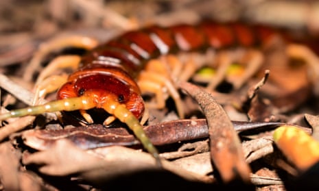 The Phillip Island centipede (Cormocephalus coynei) has a diet consisting of an unusually large proportion of vertebrate animals including seabird chicks.