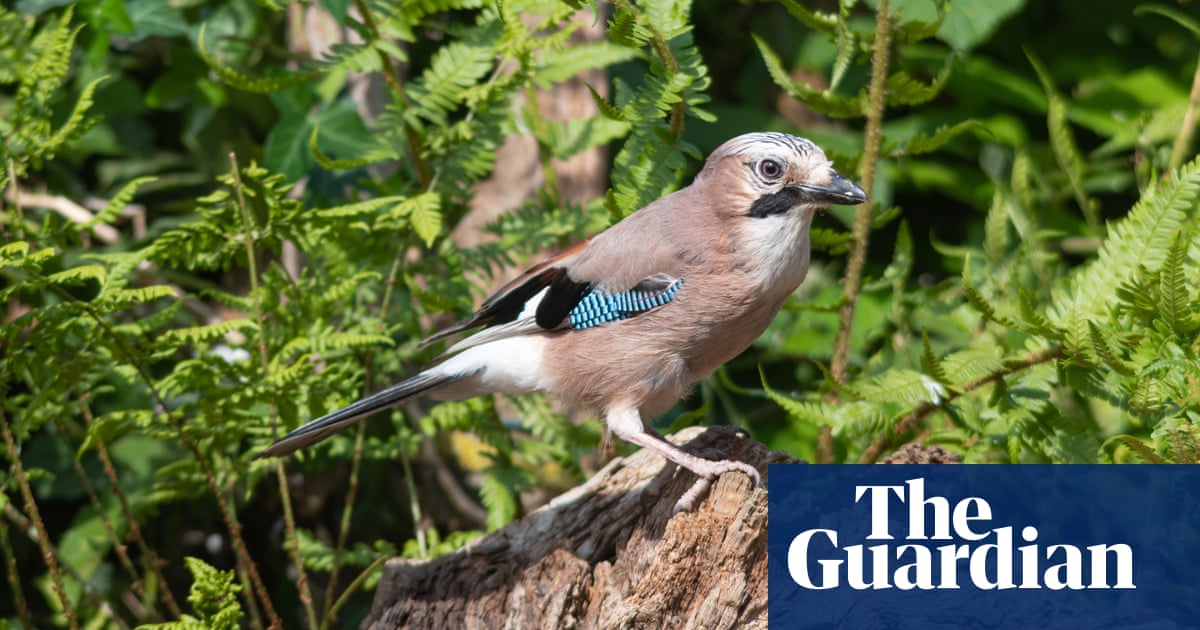 More than half the trees in two new woodlands in lowland England have been planted not by landowners, charities or machines but by jays. Former fields