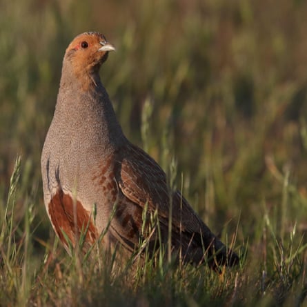 Grey Partridge holding territory at Cley Marshes NWT2BGJ4ET Grey Partridge holding territory at Cley Marshes NWT