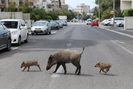 A mother and two wild boar piglets roam at a street of the Carmel neighbourhood in Haifa, Israel, 11 April 2020.