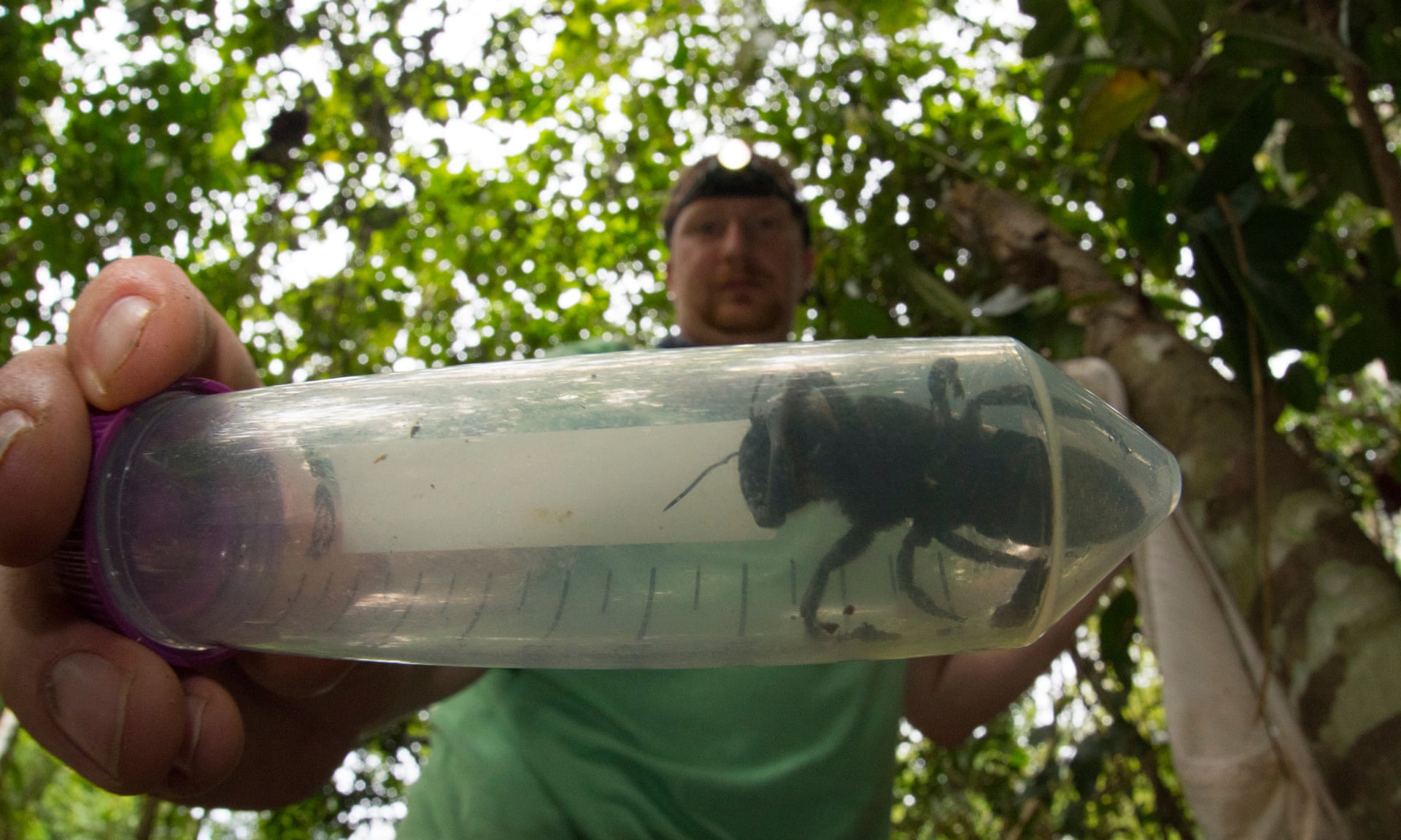  Ahli anatomi Eli Wyman berfoto pada Januari 2019 dengan individu pertama yang ditemukan kembali dari lebah raksasa Wallace, di Maluku Utara | Foto: Baut Tanah Liat