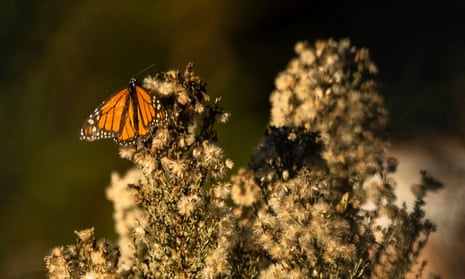 A western monarch butterfly lands on a plant iln Pismo Beach, California.