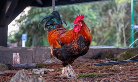 A plague of feral chickens is terrorising Titirangi, near Auckland, after being allowed to thrive during the coronavirus lockdown. 