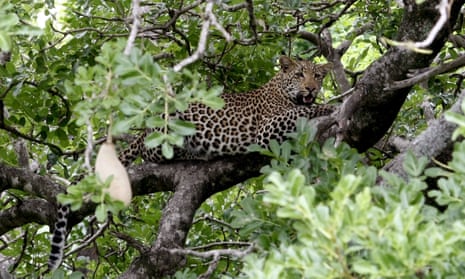 A leopard in South Africa’s Kruger national park.