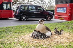 Uma gansa egípcia aproveita o sol com seus filhotes em sua casa em Marble Arch, no centro de Londres, Reino Unido
