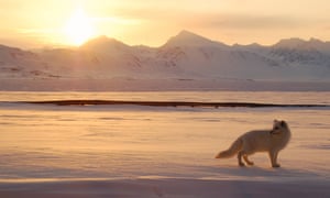 Arctic fox