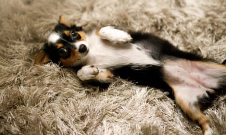 Chihuahua puppy asking for belly rubs