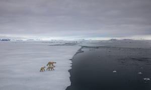Three polar bears walking across fragile-looking sea ice towards the sea.