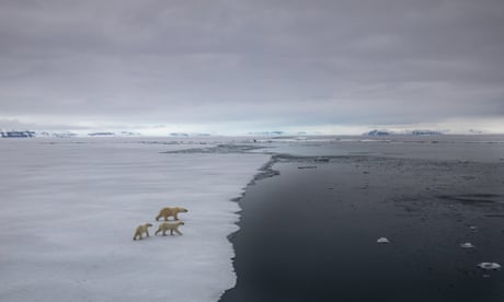 Three polar bears walking across a fragile-looking glacier towards the sea
