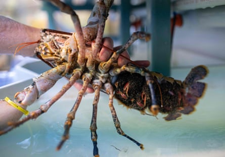 Volunteer and fisher Jonathan Parkin inspects an egg-bearing adult female lobster in the hatchery