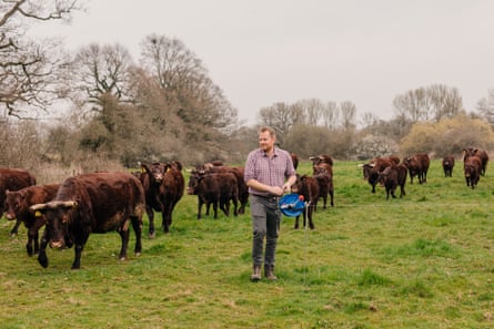A farmer holds a reel of wire followed by a herd of red cattle 