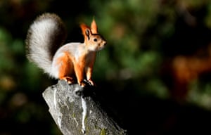 A red squirrel is seen roaming tree branches in Sarikamis district of Kars, Turkey. As temperatures have risen above seasonal norms in recent days, reaching up to 21 degrees Celsius during the days, wild animals living in the region have left their burrows and started searching for food