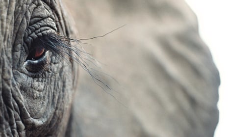 Close-up of an African elephant’s head. An elephant similar to this was involved in the incident in Buchen.