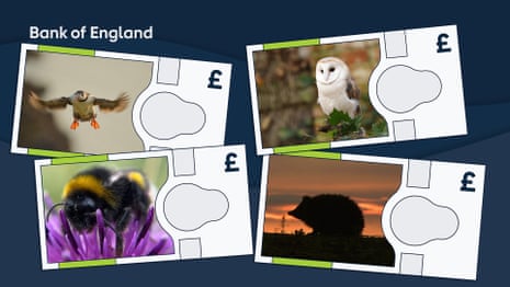 Bank of England mock ups of the new bank notes. The Atlantic puffin, barn owl, buff-tailed bumblebee and European hedgehog will feature on the next series of banknotes, the Bank of England has announced. The first denomination from the new series will be launched over the next few years.