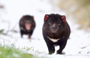 Snow survivors: endangered Australian animals adapt to the chill – in pictures | Environment | The Guardian Snow survivors: endangered Australian animals adapt to the chill – in pictures | Environment | The Guardian