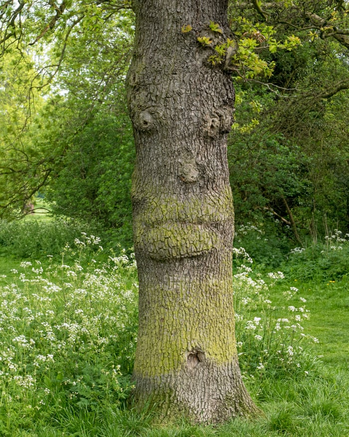 I Looked At This Oak One Day And Saw A Face Looking Back At Me Trees And Forests The Guardian I Looked At This Oak One Day And Saw A Face Looking Back At Me Trees And Forests The Guardian
