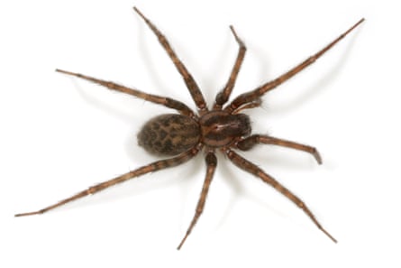 A female house spider