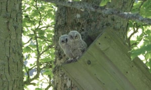 Owlets perched at the top of a nest box in a tree