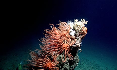 Deep-sea sponges