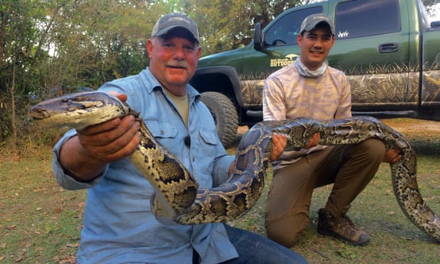 Bill Booth with one of the Burmese pythons that are wreaking havoc upon the Everglades' fragile ecosystem. Photograph: Roger Booth  