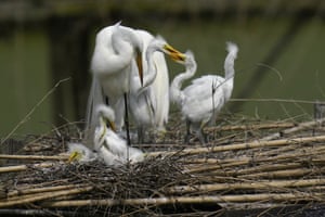 Egrets and their offspring nest on nesting platforms, started in 1895 by EA McIlhenny, a member of the McIlhenny family, creators of Tabasco brand pepper sauce, on Avery Island, Louisiana, US. McIlhenny created a wildlife refuge around his family estate including the rookery which helped save the snowy egret from extinction