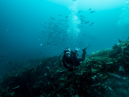 Safety diver and Greenpeace crew member Erik Mekenkamp with an entourage of fish