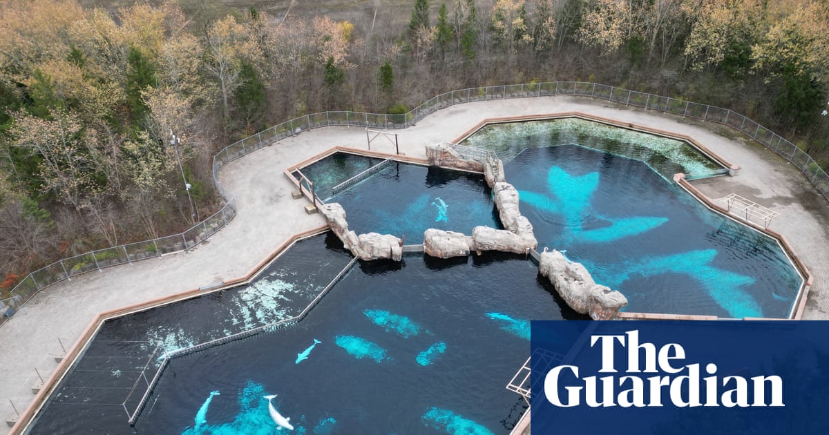 Canada aquarium that threatened to kill its whales wants to sell them to US