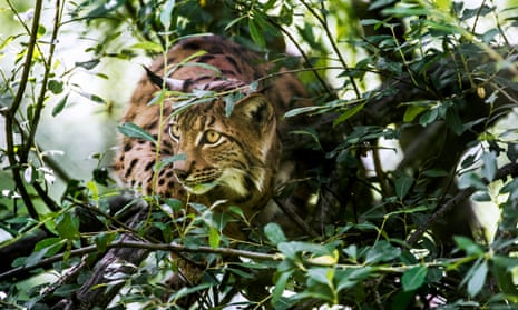 A Eurasian lynx stalking prey in brushwood