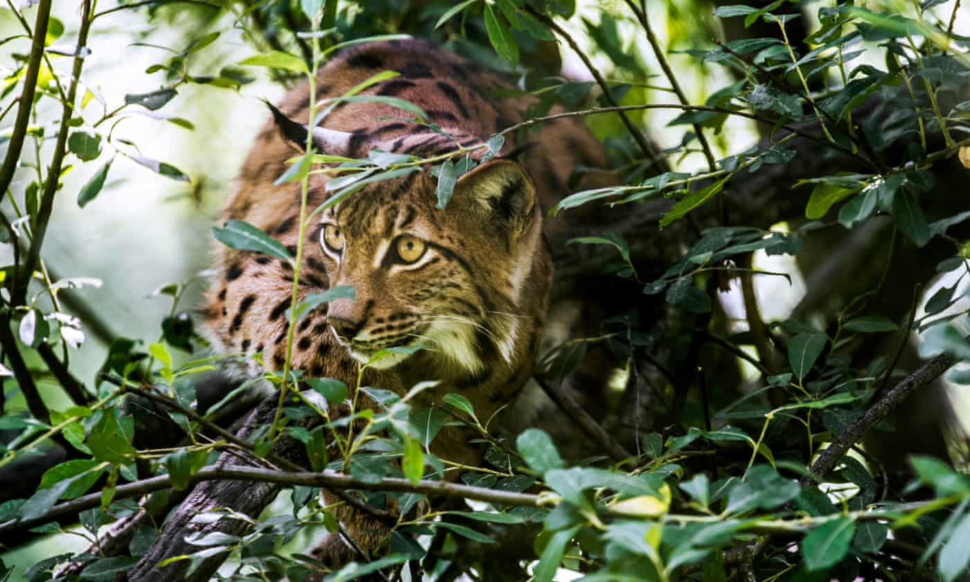 The Guardian on Flipboard | Danny Cipriani, Books, Lemurs1400 x 840