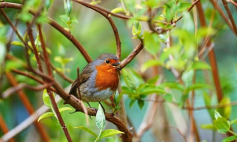 A robin perched on a branch on a sunny day