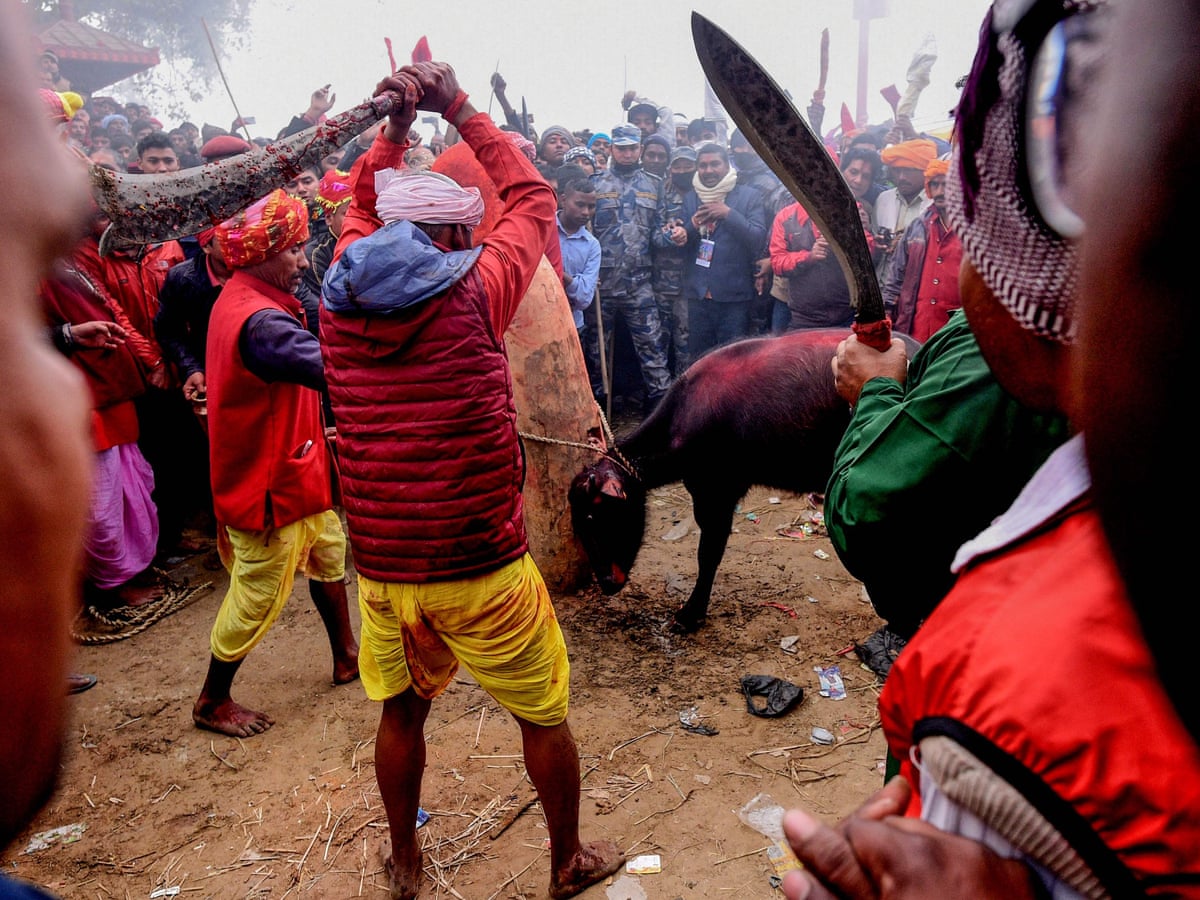 Nepal animal sacrifice festival pits devotees against activists | Nepal |  The Guardian