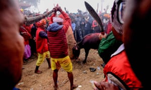 Hindu devotee about to slaughter a buffalo