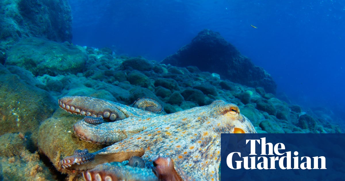 Marine life in Gulf of Mexico has still not fully recovered from 2010 BP oil spill