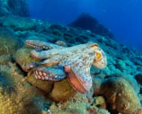 Underwater shot of an octopus