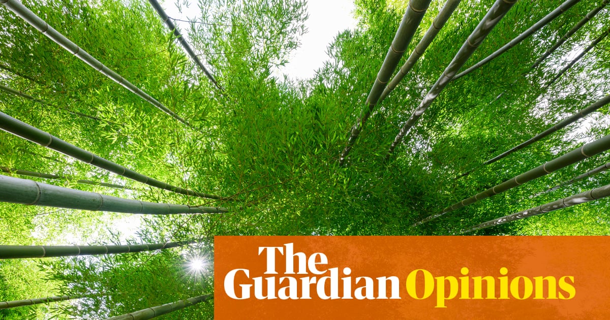 Decades after my father’s garden grew wild, one man helped us see the sky again