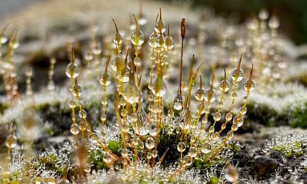 Water droplets on moss on a wall.