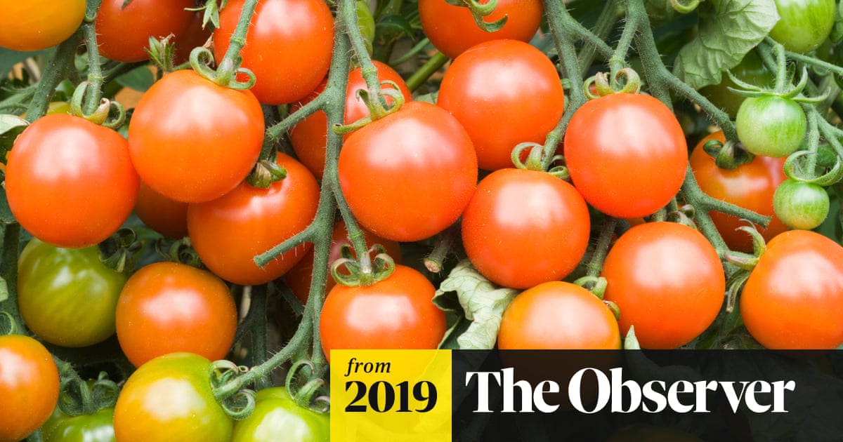 The five: genetically modified fruit | Gene editing | The Guardian