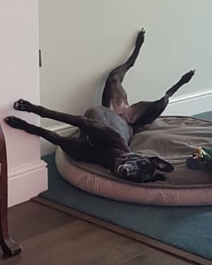 Deb's dog Beaky