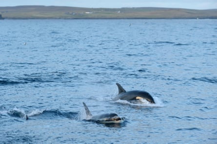 Orques suivant un chalutier au large des îles Shetland, en Écosse.