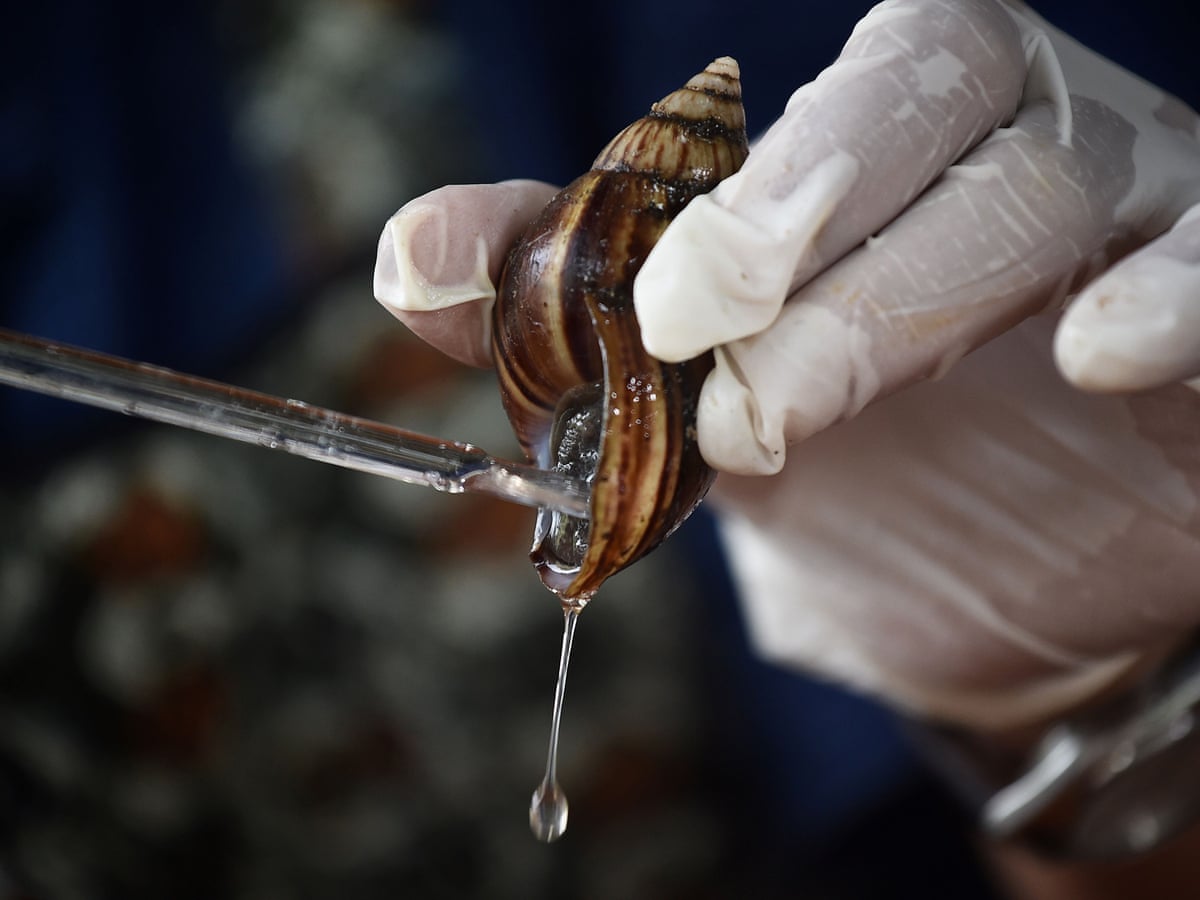Goo look lovely: Thai farmers milk snails to cash in on beauty craze | Thailand | The Guardian